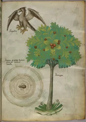 Ilustración botánica de un árbol, una telaraña y un águila, c.1440 (tinta y color sobre vitela)