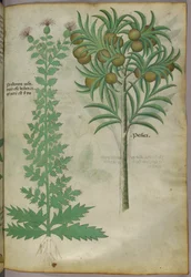 Ilustración botánica de un melonero, c.1440 (tinta y color sobre vitela)