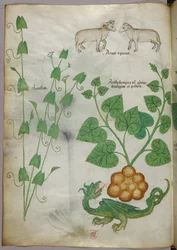 Ilustración botánica de plantas, un dragón y ovejas, c.1440 (tinta y color sobre vitela)