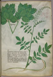 Ilustración botánica de plantas y una serpiente, c.1440 (tinta y color sobre vitela)