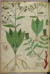 Ilustración botánica de plantas y coral con una serpiente y un ciervo, c.1440 (tinta y color sobre vitela)