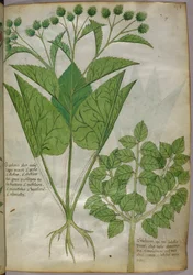 Ilustración botánica de plantas, c.1440 (tinta y color sobre vitela)