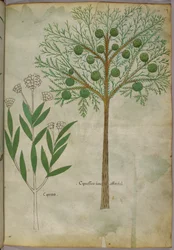 Ilustración botánica de plantas, c.1440 (tinta y color sobre vitela)