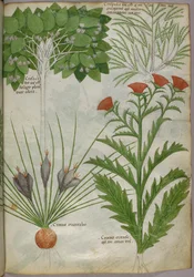 Ilustración botánica de plantas, c.1440 (tinta y color sobre vitela)
