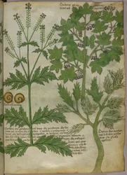 Ilustración botánica de plantas, c.1440 (tinta y color sobre vitela)