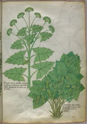 Ilustración botánica de plantas, c.1440 (tinta y color sobre vitela)