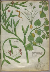 Ilustración botánica de plantas, incluida una clemátide, y una serpiente, c.1440 (tinta y color sobre vitela)