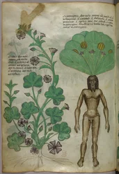 Ilustración botánica de plantas, incluida una mandrágora con un cuerpo masculino desnudo como raíz, c.1440 (tinta y color sobre vitela)