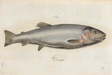 Pez carpione, ilustración de 