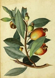 Anacardo por Ulisse Aldrovandi