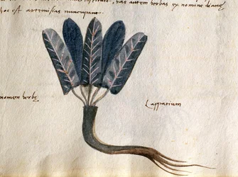 Cod. CCXXXVII Lapparium, plantas medicinales de un "Herbarium Apuleii Platonicii" (acuarela y tinta sobre vitela) (detalle de 415715)