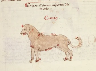 Constelación del perro (Canis). Miniatura de "Astronomica" de Biasino da Parma (Blaise de Parma) (1425-1457)