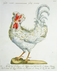 Gallo de plumaje rizado, c. 1767-76