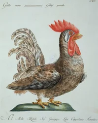 Gallo enano, c. 1767-76