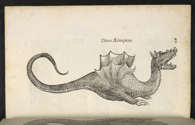 Dragón etíope, 