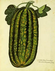 Calabaza Verde Oblonga por Ulisse Aldrovandi (1522 – 1605) placa publicada en Piante Fiori Frutti