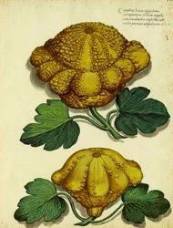 Calabaza de herencia por Ulisse Aldrovandi