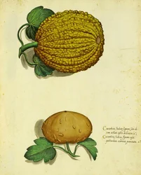 Calabaza heredada por Ulisse Aldrovandi