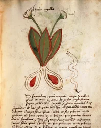Herba Capillaria