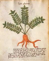 Herba Poleximos