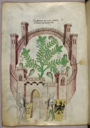 Ilustración del jardín balsámico de El Cairo (Fustat), con siete estanques de agua y tinajas para recoger el bálsamo, una planta en el centro, con dos caballeros con armadura flanqueando la puerta, con escudos con armas heráldicas, c. 1440 (tinta y color s