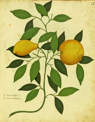 Limón Heredado Italiano por Ulisse Aldrovandi (1522 – 1605) placa publicada en Piante Fiori Frutti