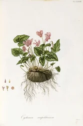 Ciclamen de hojas de hiedra - Cyclamen neapolitanum, 1811-1838