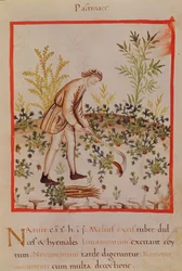 Ms.3054 fol.9 Cosechando chirivías y zanahorias, de "Tacuinum Sanitatis" (vitela)