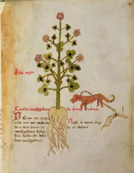 Ms 1591 Fol.38r Herba negra (vitela)