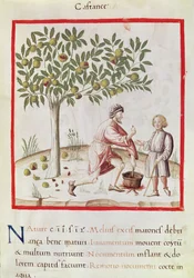 Ms 3054 fol.31 Cosechando y cocinando castañas, de "Tacuinum Sanitatis" (vitela)