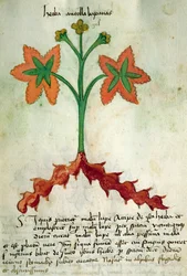 Ms 320 M Fol.13r Herba Antollas Lupanas, del 