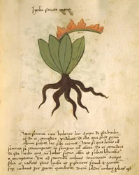 Herba Santa Maria, del Liber Herbarius una cum rationibus conficiendi medicamenta de Orgione Rizzardo