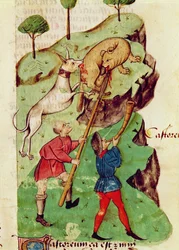 Ms Lat 993 fol.35r La caza, del "Tractatus de Herbis" de Dioscórides (vitela)