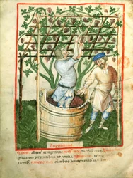 Recolección y prensado de uvas, del Tacuinum Sanitatis, c.1390-1400