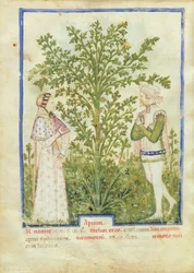 Apio, del Tacuinum Sanitatis, c.1390-1400