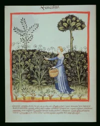 Nova 2644 f.41v Cosechando Hinojo, Tacuinum Sanitatis Codex Vindobonensis