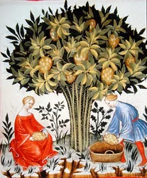 Cosecha de cítricos, del Tacuinum Sanitatis Codex Vindobonensis