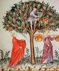 Nova 2644 fol.12r Recogiendo cerezas, del Tacuinum Sanitatis Codex Vindobonensis