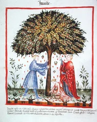 Nova 2644 fol.15v Recolección de azufaifas, del Tacuinum Sanitatis Codex Vindobonensis