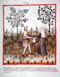 Nova 2644 fol.25v Cosecha de cebollas, del Tacuinum Sanitatis Codex Vindobonensis