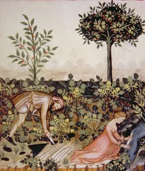 Nova 2644 fol.52r Cosechando rábano picante, del Tacuinum Sanitatis Codex Vindobonensis