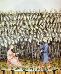 Nove 2644 fol.42v Cosecha de trigo, del Tacuinum Sanitatis
