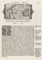 Página 735 de Historia De Gentivus Septentrionalibus por Magnus Olaus, Roma 1565