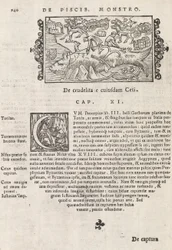 Página 740 de Historia De Gentivus Septentrionalibus por Magnus Olaus, Roma 1565