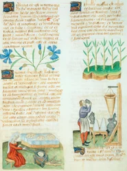 Página del Tractatus de Herbis de Dioscorides Pedanius