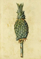 Piña por Ulisse Aldrovandi