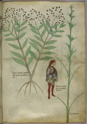 Sloane 4016 f.54 Hombre orinando en una vasija, de "Tractatus de Herbis", c.1440 (vitela)