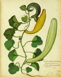 Calabaza serpiente por Ulisse Aldrovandi