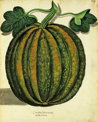 Calabaza por Ulisse Aldrovandi (1522 – 1605) placa publicada en Piante Fiori Frutti