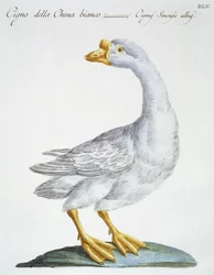 Cisne, c.1767-76